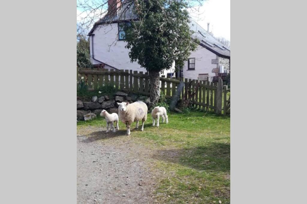 Farm Accommodation - The Lizard Peninsula, Cornwall Гелстон Екстер'єр фото